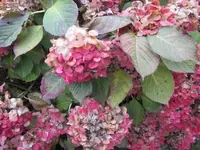 Bild 2398.webp