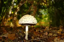 Pilz_111.webp Pilz_111.webp