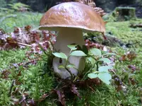 Salamander 003.webp Salamander 003.webp