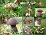 Birkenpilz collage v.jpg