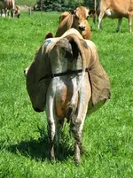 Copy of Copy of IMG_4409v.webp