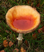 Fliegenpilz_500.webp Fliegenpilz_500.webp