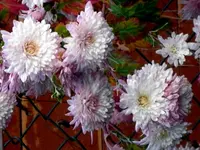SDC15208.webp