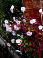 SDC15207.webp