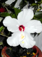SDC15197.webp