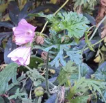DSC03447 - 2012-11-13 - moschusmalve.webp