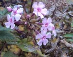 DSC03449 - 2012-11-13 - phlox.JPG