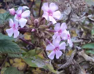 DSC03449 - 2012-11-13 - phlox.webp