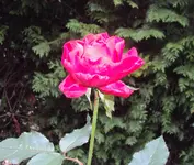 DSC03451 - 2012-11-13 - rose 2 vorn.webp
