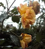 DSC03453 - 2012-11-13 - rose vorn.webp