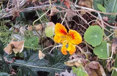 DSC03454 - 2012-11-13 - letzte kapu.webp