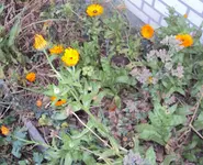 DSC03458 - 2012-11-13 - ringel.webp