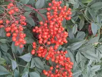 Bild 2463.webp