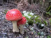 2 Fliegenpilze v.webp
