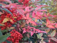Bild 2464.webp