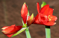 Amaryllis Royal Red_600.webp