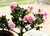 rosa Hochstamm_Azalee_600.webp
