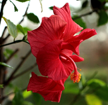roter Hibiskus blüht_600.webp