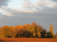 bunter november.webp