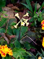 SDC15137.webp