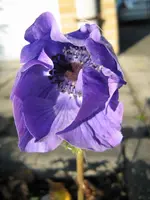 Herbstblume_2_IMG_5128.webp