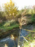 Herbst_am_Bach_IMG_5143.webp