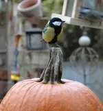 Kürbismeise.webp