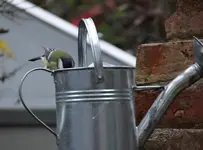 Vogelbar.webp