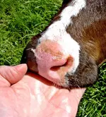 schleck.... v (1).webp