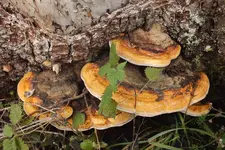 2012_1113Herbst0005.webp