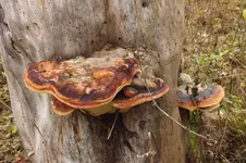 2012_1113Herbst0006.webp