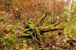 2012_1113Herbst0010 wald.jpg