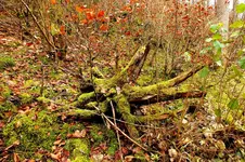 2012_1113Herbst0010 wald.webp