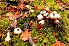 2012_1113Herbst0008 pilz.webp