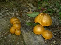 Pilze v.webp
