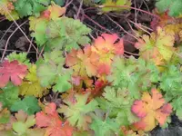 Bild 2407.webp