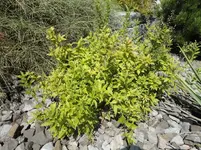 DSC01164.webp