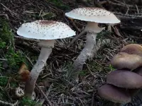 P1090132 (800x600).webp P1090132 (800x600).webp