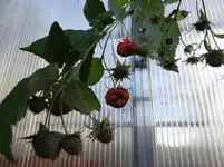 Himbeeren.webp