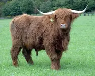 Hochlandrinder v.webp