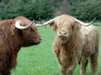 Hochlandrinder v (1).webp