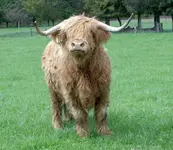 Hochlandrinder v (2).webp