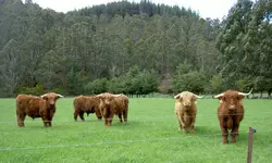 Hochlandrinder v (3).webp