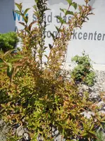 DSC01168.webp