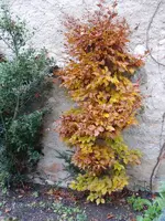 PICT0173.webp