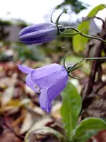 Glockenblümchen_165.webp