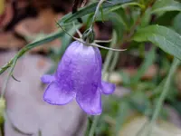 Glockenblümchen_166.webp