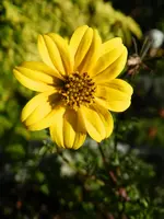 Goldmarie_048.webp