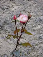 Rose_176.webp
