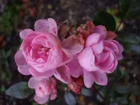 Rose_175.webp